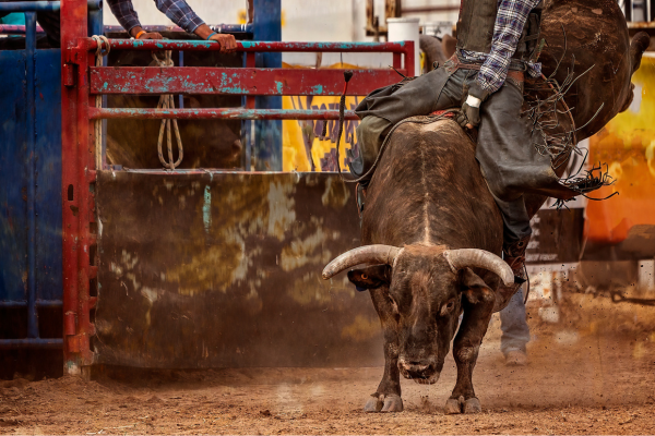 Bull riding