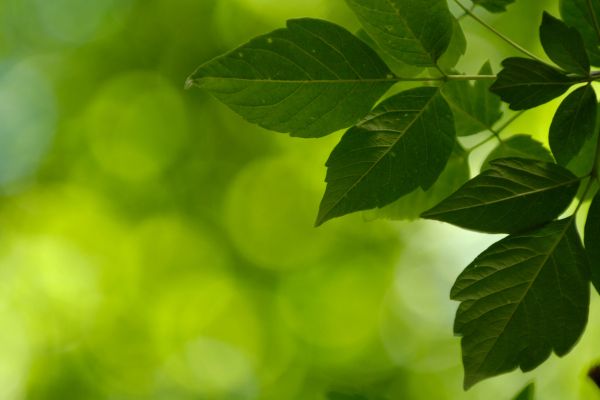 Leaves on a green abstract background